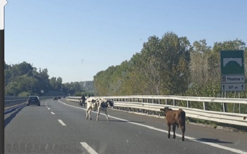 muccheautostrada